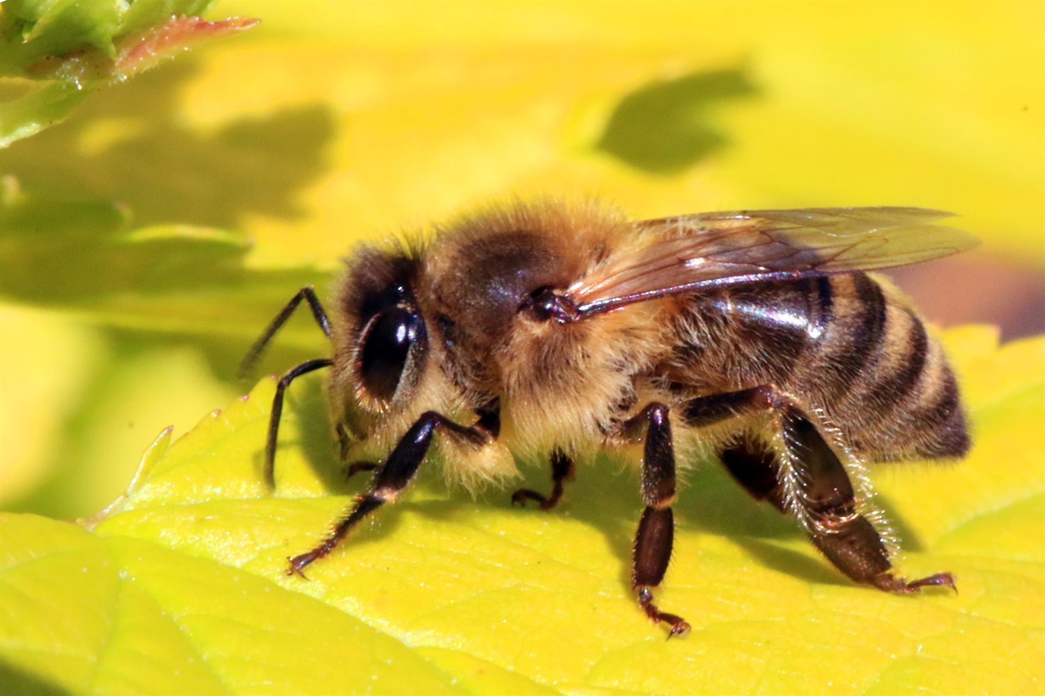 Honey bee (Apis mellifera). Credit: Sharp Photography